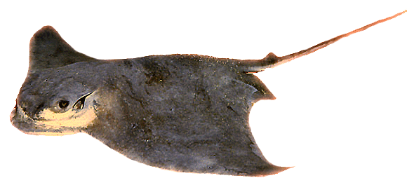 Bat Ray